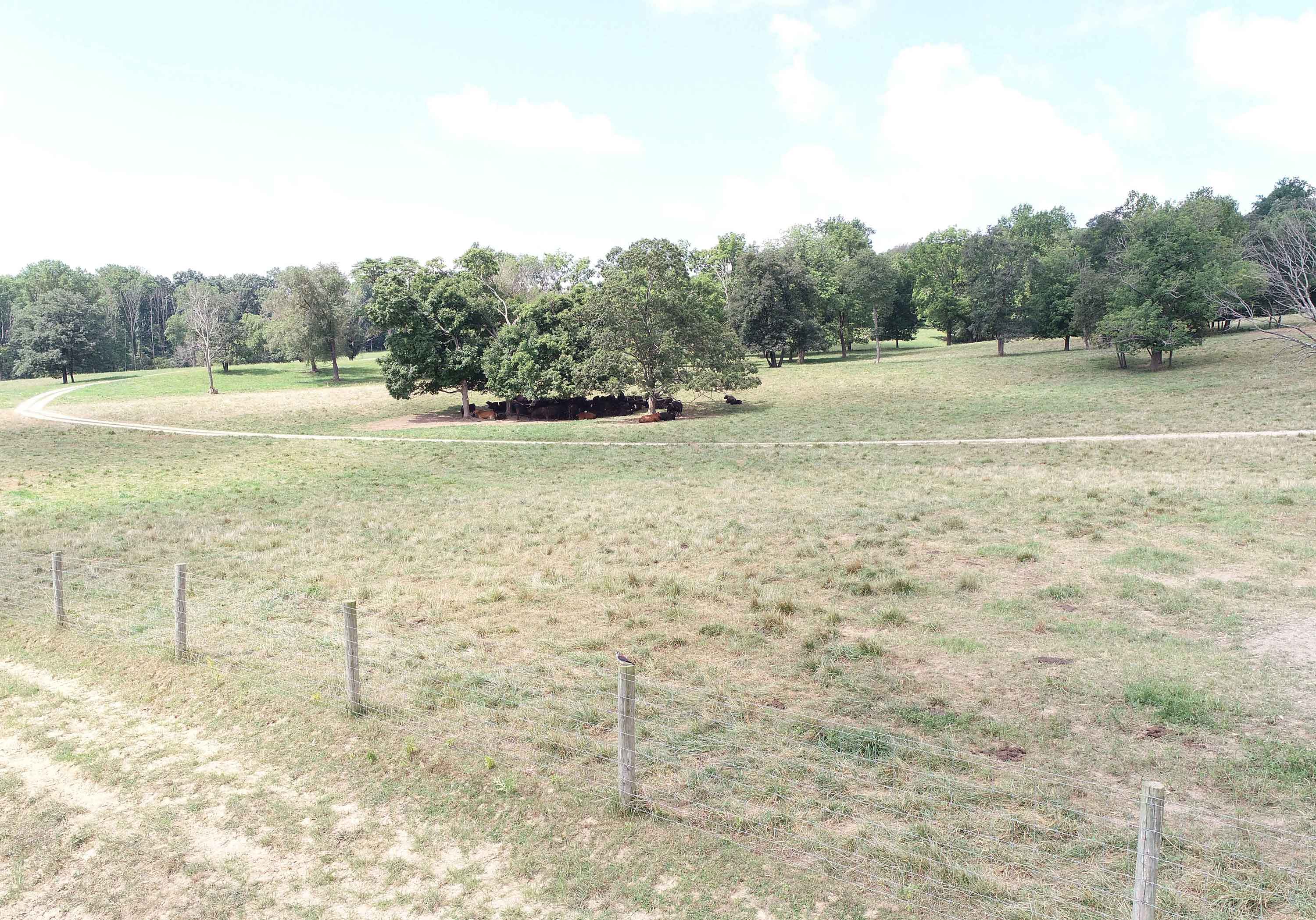 cow-calf herd in field tree shade at the Feldun Purdue Agricultural Center