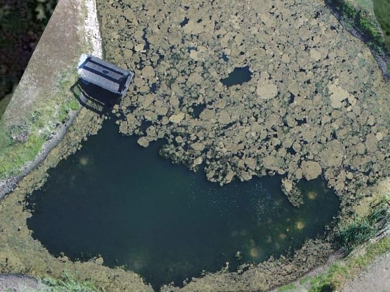 drone overhead shot of pond with tilapia nests