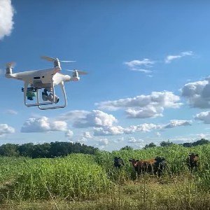 uav drone hovers near a herd of cattle