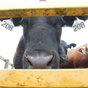 Image of a cow with eartags 