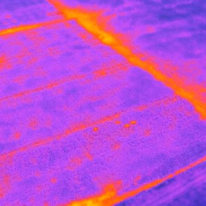 multicolor thermal image of cattle in a field