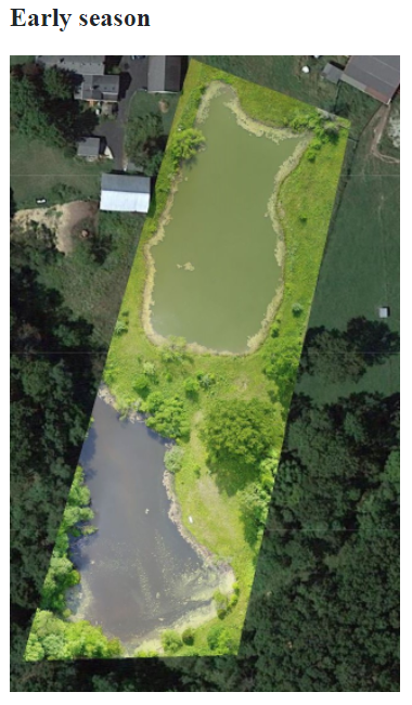 overhead drone image of early season tilapia fish pond with green algae 
