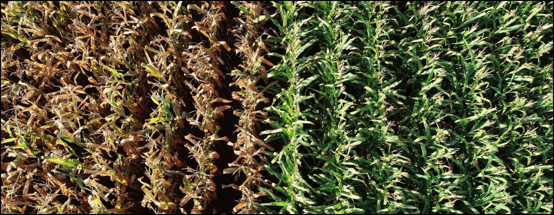 Image of two corn hybrid plantation, the on the left indicates health problems  