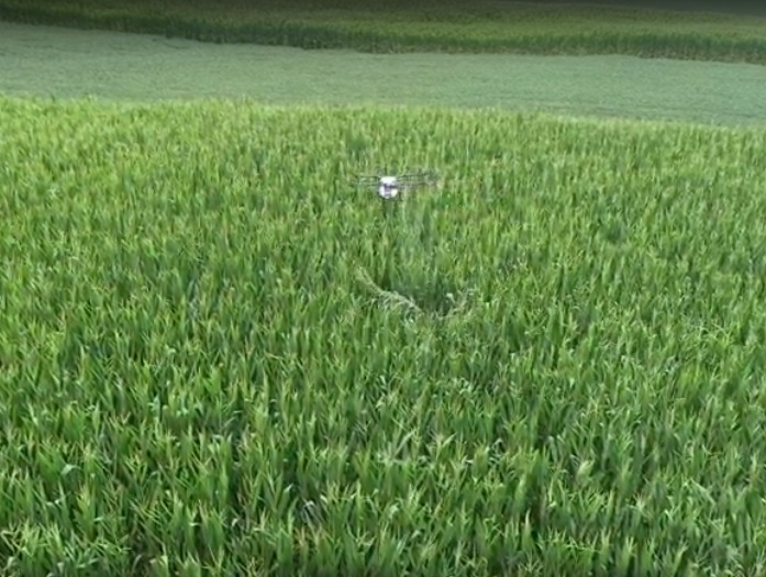 Image of a drone fertilizing a cornfield