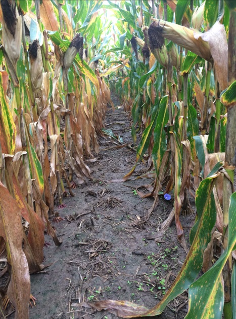 Image of corn plants (on a field) with brown leaves indicating that they are sick