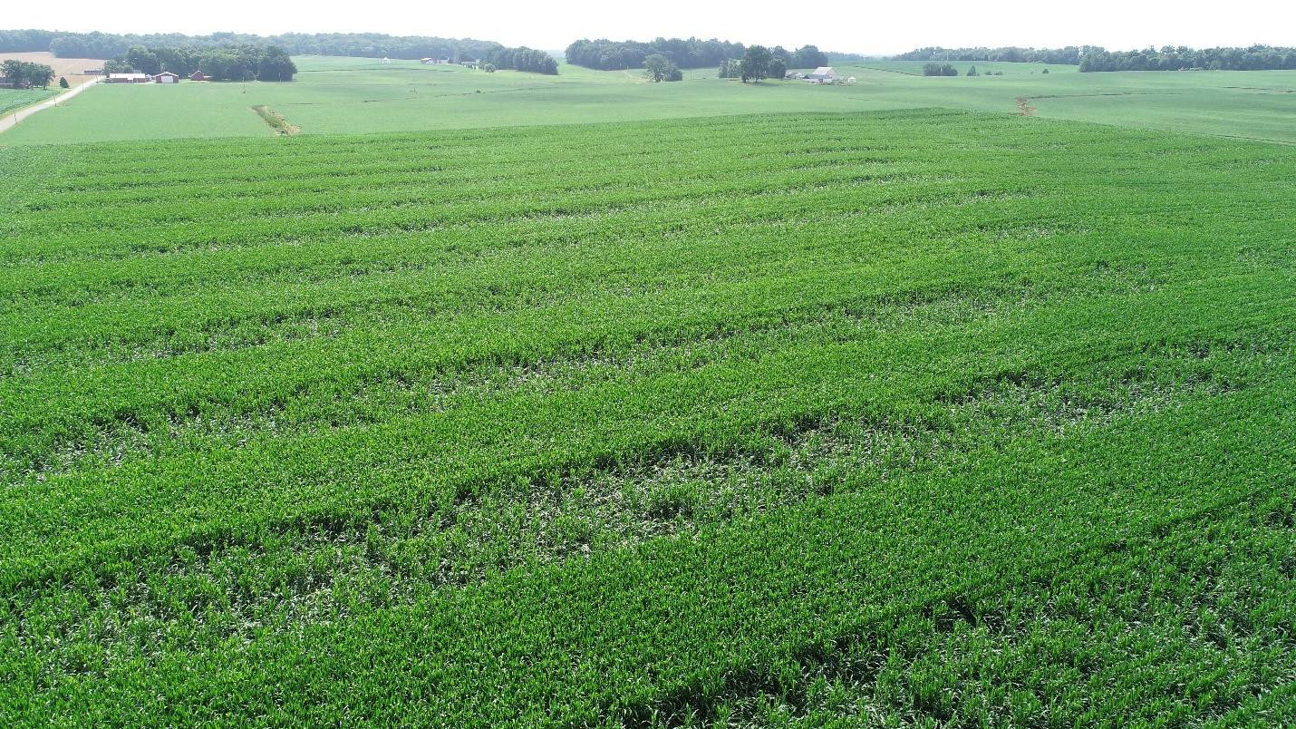 Corn, Soybean and Wheat