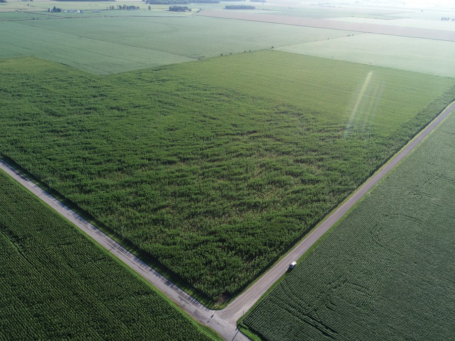 Image of crops cover crop mixtures