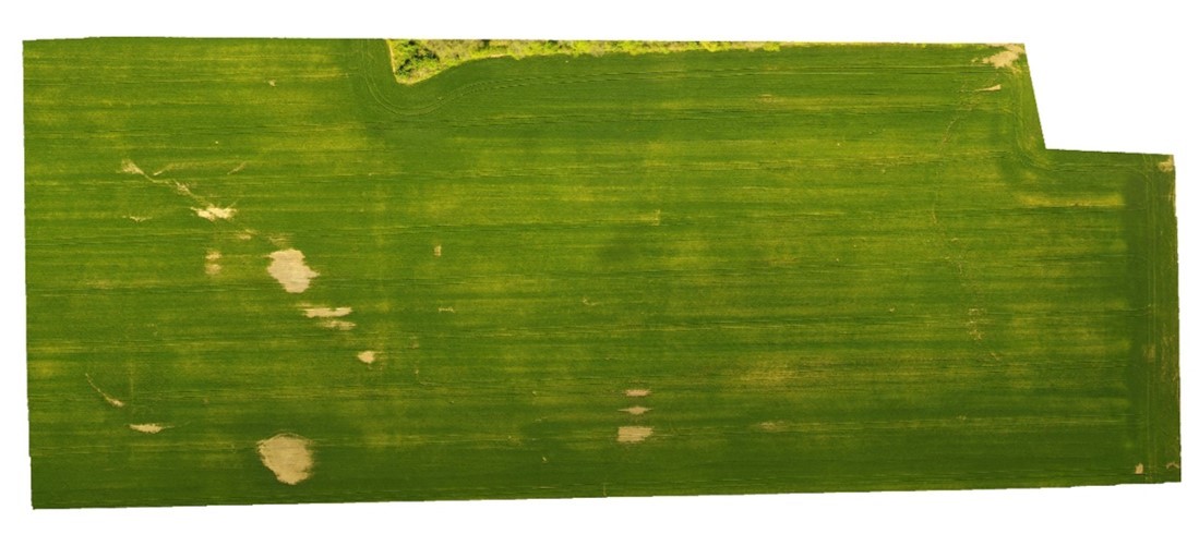 Image aerial of wheat field