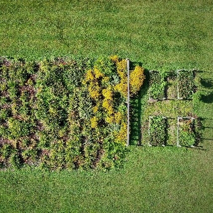 Image of a garden plot 