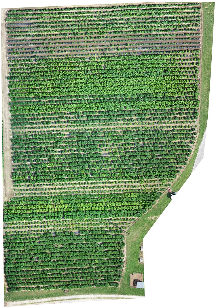 Image of plantation of hemp for CBD production