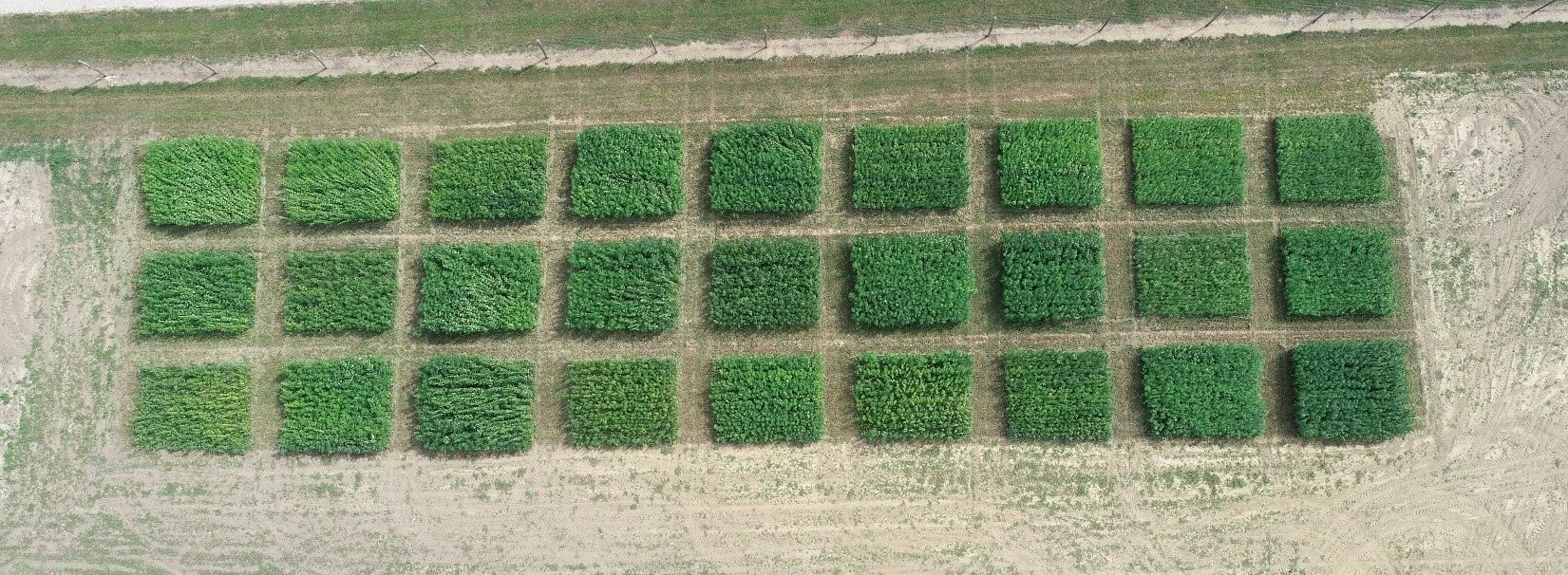 Image RGB industrial hemp plantation