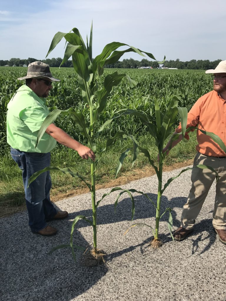 Image of two men each holding a corn plant