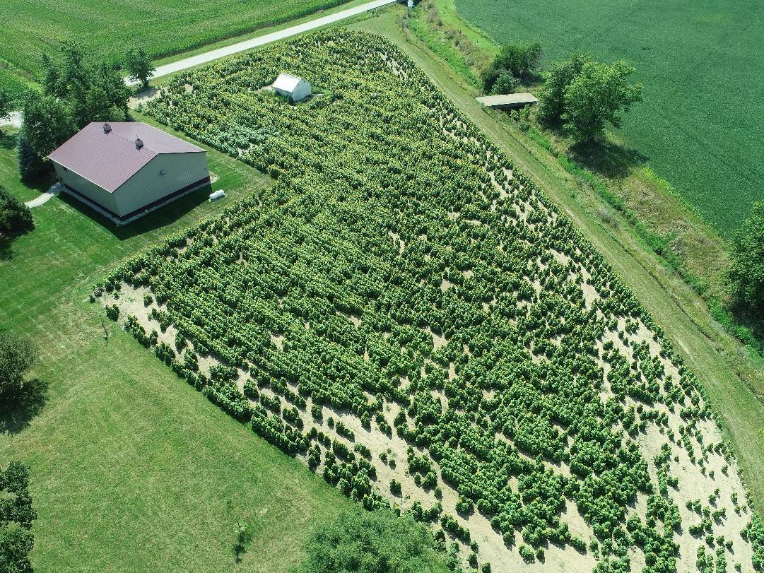 Image of a sunflower plantation (big barn on the left)