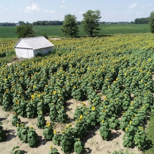 Image of sunflower garden and a small barn 