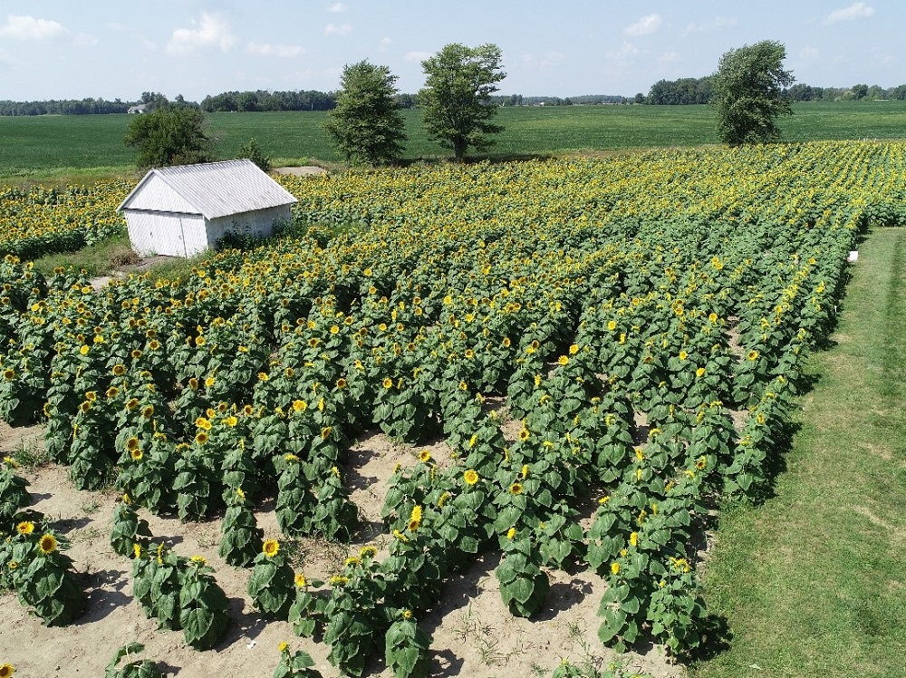 Image of a sunflower plantation (small barn on the left)