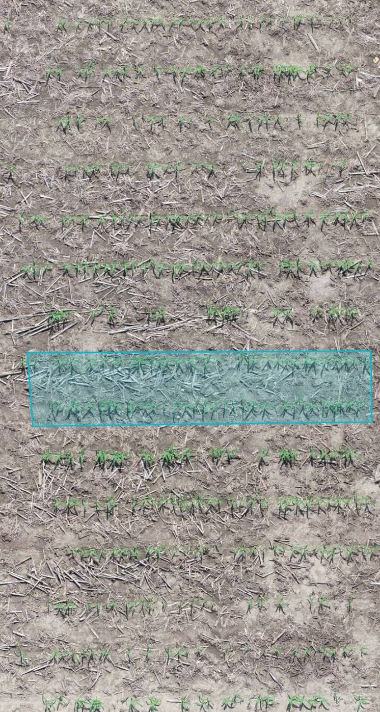 Image of seed spacing and uniform stand in rows of popcorn