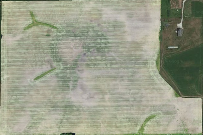 Image of cereal rye plantation, view from up high