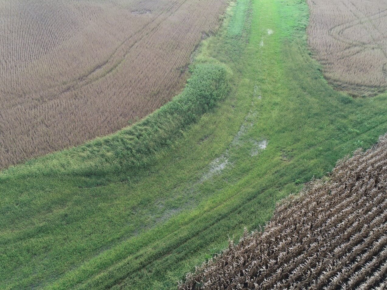 Image of a cover plot during the season. Water standing in this newly installed grassed waterway indicates a problem