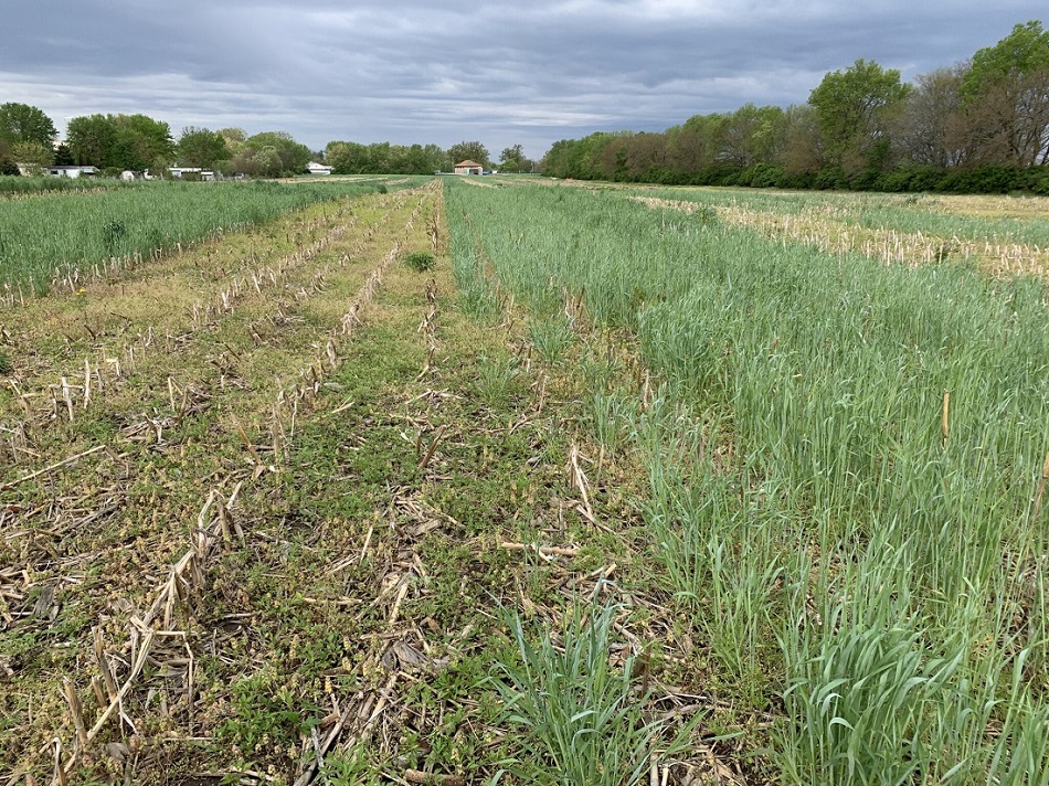image of cover crops