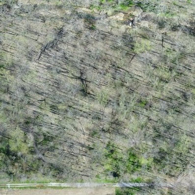 Image aerial of wooded areas with invasive plant species