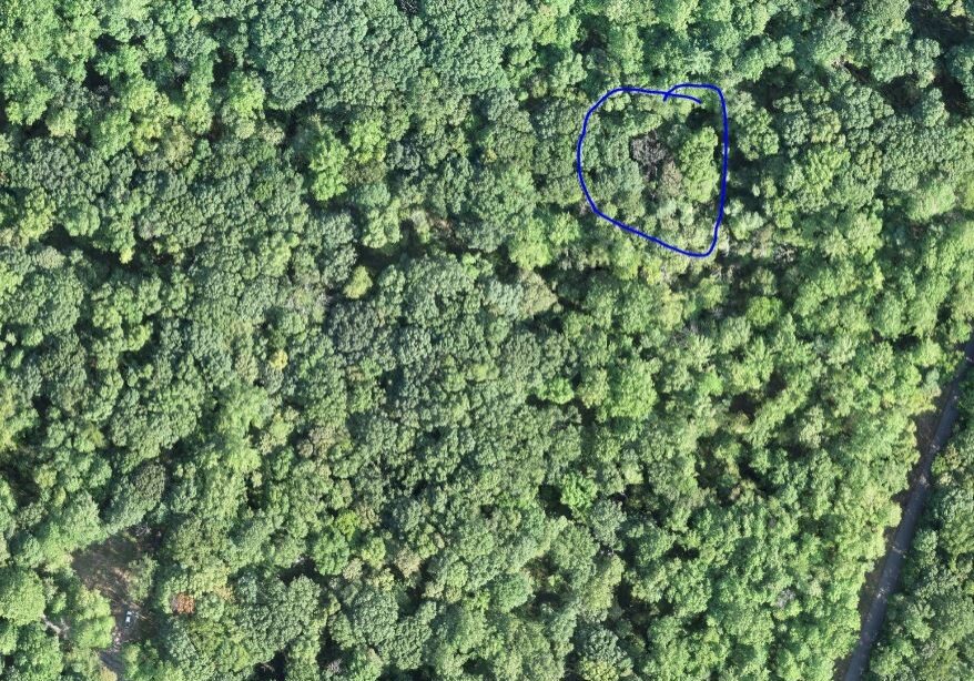 Image of a forest with a fatal disease in red and black oak trees