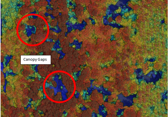 Image of The canopy gaps in the forest show up by elevation