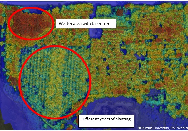 Image of map with values for total tree heights and location of young and short trees