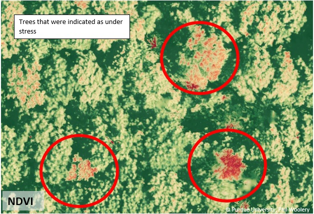 Image of a forest with NDVI signs indicating trees under stress