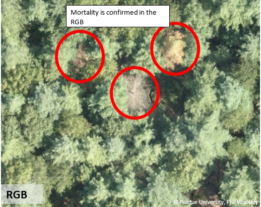 Image tree mortality comparing the three models with similar patterns