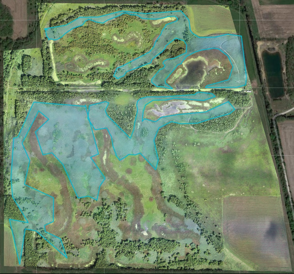 Image of wetland with the greatest areas of common reed outlined in blue