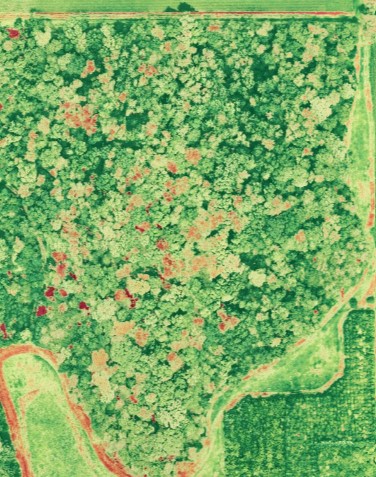 Image of a tree plantation the VARI algorithm
